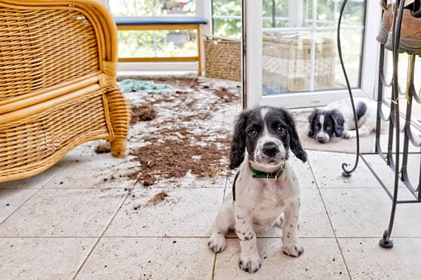 Dog making a mess at home before training