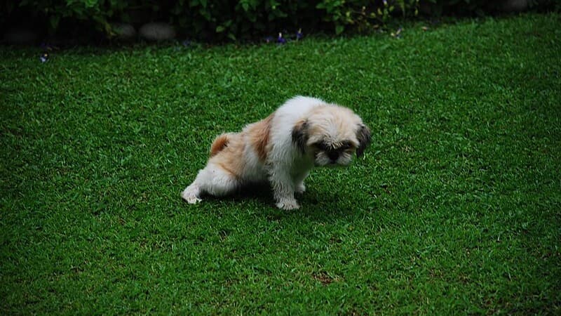 Peepee time for little puppy, tags: potty - CC BY-SA