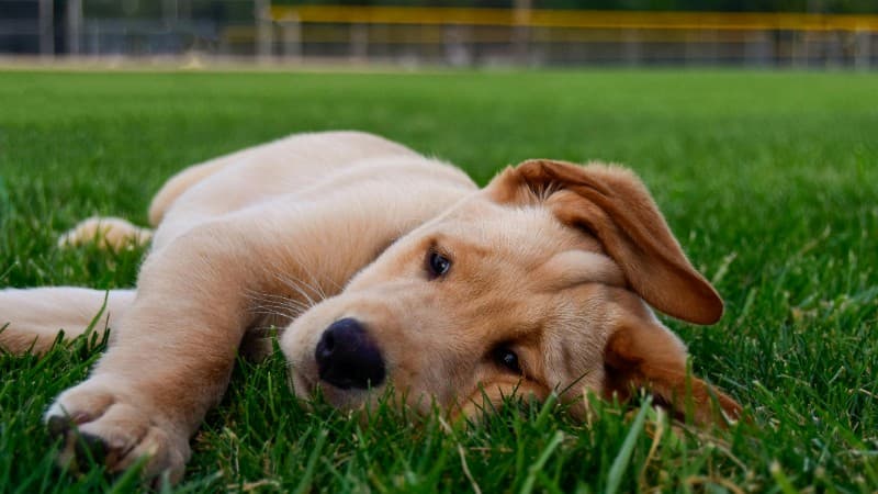 Cute Labrador Retriever puppy lying on green grass in Mankato, Minnesota., tags: potty - pexel