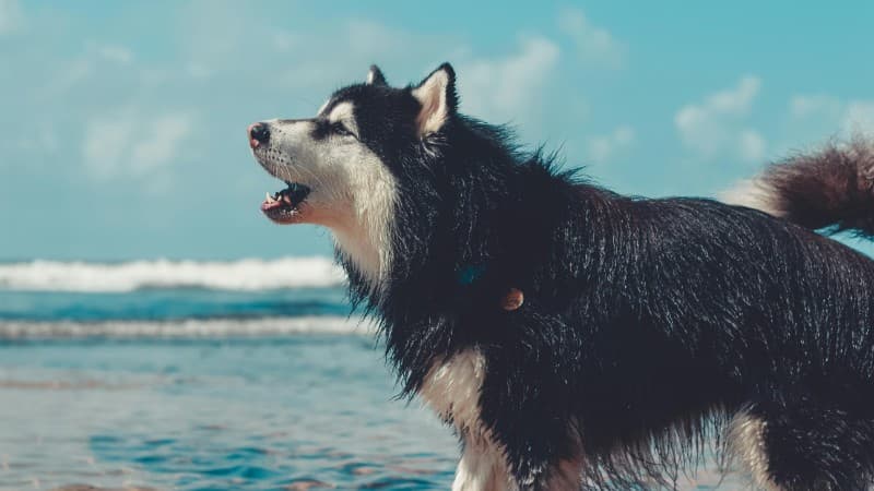 A Siberian Husky barking happily on a sunny beach day, with ocean waves in the background., tags: stop - pexel