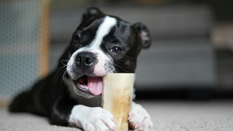 Adorable Boston Terrier puppy chewing on a bone indoors. Perfect pet photography moment., tags: teething - pexel