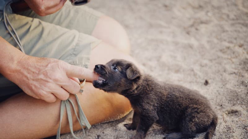 rb w, tags: puppy - unsplash